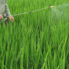 The effect of urea on plant growth
