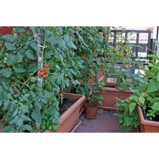 Benefit of using magnesium sulphate heptahydrate for flower cultivation — Make Fruits Sweeter  By:Jessie