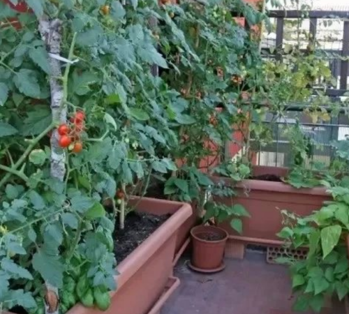 Benefit of using magnesium sulphate heptahydrate for flower cultivation — Make Fruits Sweeter By:Jessie