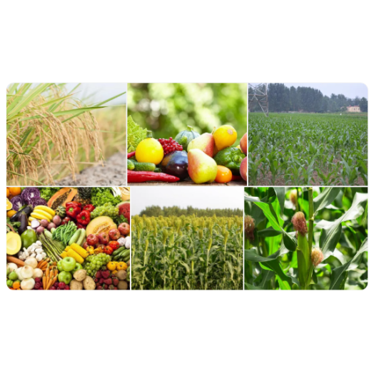 Applications of Magnesium sulfate monohydrate BY:Danny