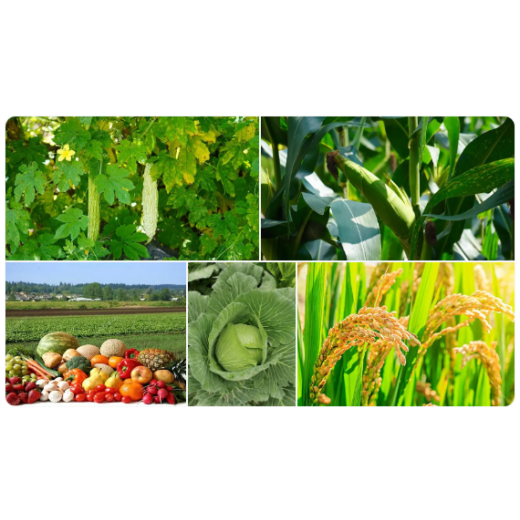 Magnesium sulfate monohydrate application BY:Danny