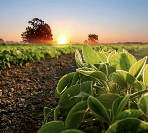 Growing Demand for Humic Acid in Agriculture BY: Lydia