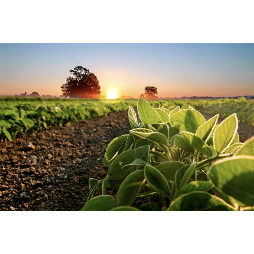 Growing Demand for Humic Acid in Agriculture BY: Lydia