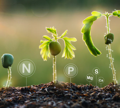 What is the interaction between phosphorus and nitrogen? BY:Cynthia