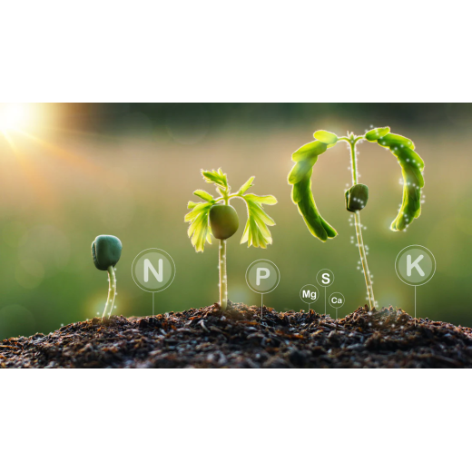 What is the interaction between phosphorus and nitrogen? BY:Cynthia