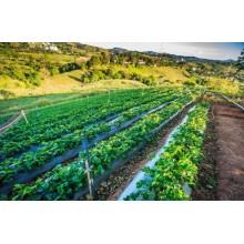Growing Demand for Humic Acid in Agriculture BY: Lydia