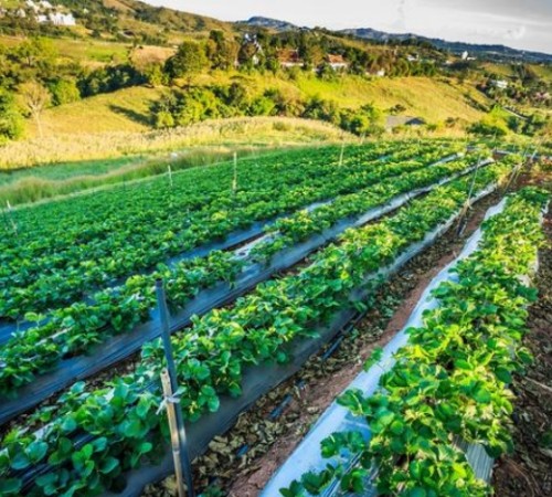 Manganese Sulphate Application in FEFED Additive: Supporting Structural Health and Metabolic Efficiency in Livestock By:Lina