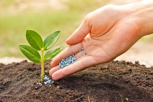 How to use granular organic fertilizer? Will granular organic fertilizer burn the roots? BY:Cynthia