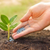 How to use granular organic fertilizer? Will granular organic fertilizer burn the roots? BY:Cynthia