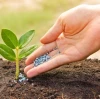 How to use granular organic fertilizer? Will granular organic fertilizer burn the roots? BY:Cynthia