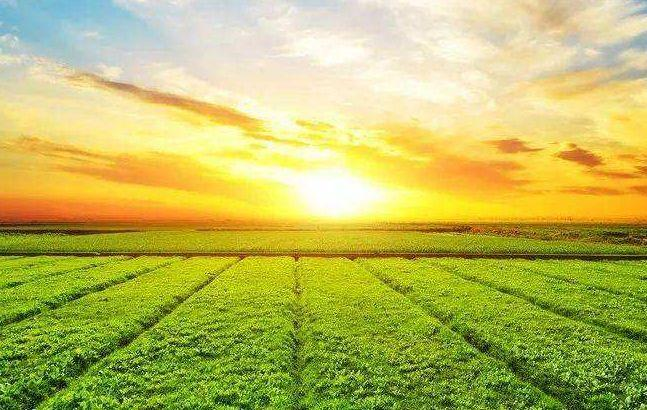 Magnesium Sulfate: Uses and Applications BY: Lydia