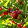 How to use granular organic fertilizer? Will granular organic fertilizer burn the roots? BY:Cynthia