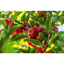 How to use granular organic fertilizer? Will granular organic fertilizer burn the roots? BY:Cynthia