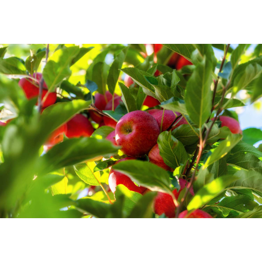 How to use granular organic fertilizer? Will granular organic fertilizer burn the roots? BY:Cynthia