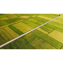 Global Zinc Deficiency Drives Zinc Sulphate Monohydrate Demand