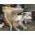 GLK3-600 Compacted Coil Feeder Machine For Mechanical Press In Metal Stamping Manufactures