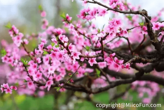 Miicofun's Transparent Tent in Guangzhou Peach Blossom Town