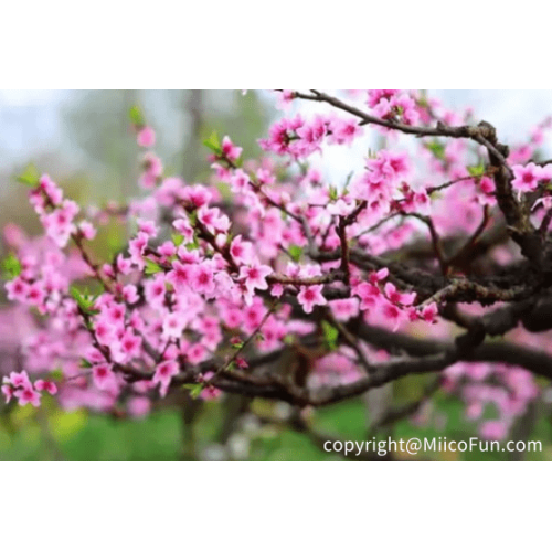 Miicofun's Transparent Tent in Guangzhou Peach Blossom Town