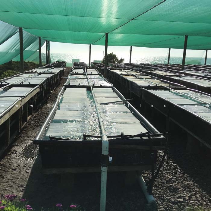 Aquaculture HDPE Ponds