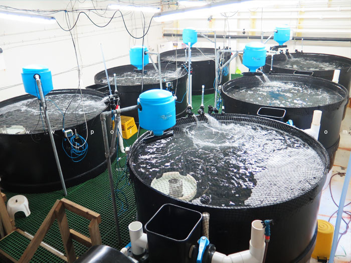 HDPE Aquaculture Tank