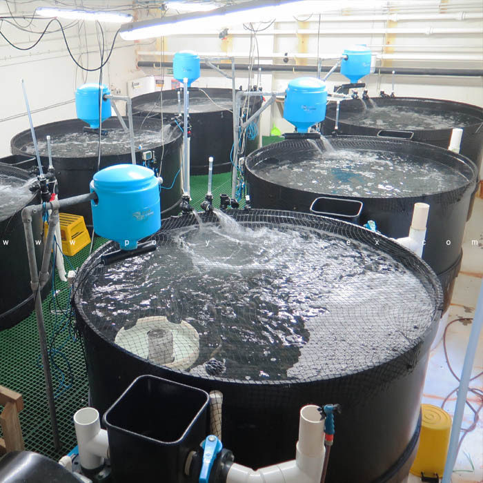 Aquaculture HDPE Ponds