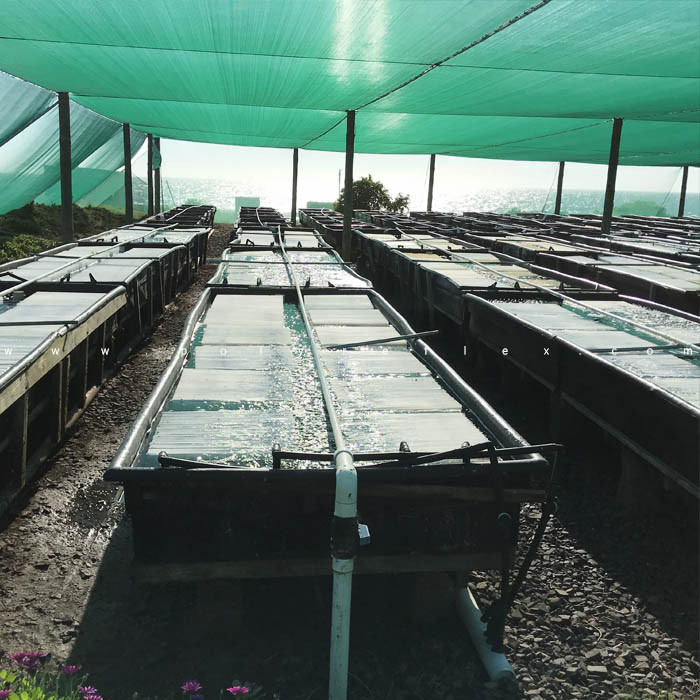 Aquaculture HDPE Ponds