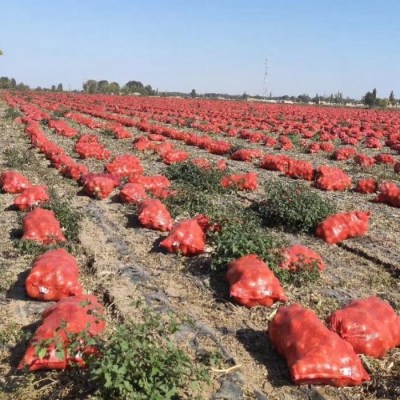 tubular PP mesh bag for vegetable packing potato packing onion packaging mesh bag