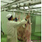 Cattle Abattoir Manual Convey Rail