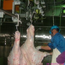 Cattle Carcass Re hanging Lifting Machine