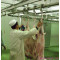 Goat Slaughter Machine Processing Manual Conveying Rail For Abattoirs
