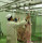Goat Slaughter Machine Processing Manual Conveying Rail For Abattoirs