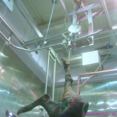 Cattle Slaughter Re hanging Lifting Machine