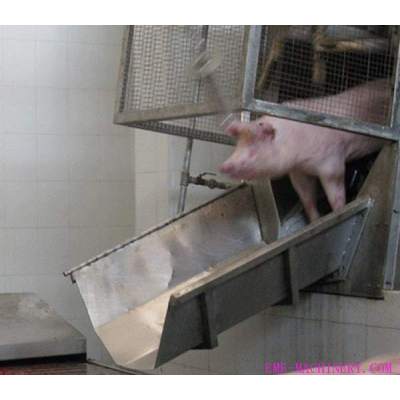 Pig Slaughter Machine Sliding Chute For Slaughtering Plant