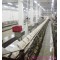 Pre Peeling Conveyor For Abattoir Machine