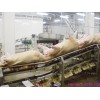 Pre Peeling Conveyor For Abattoirs Equipment
