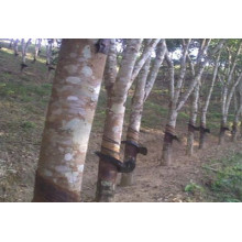 The sustainable development of rubber trees in Vietnam has reached a new level