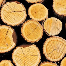 As land battles intensify, British forestry value rises 23%