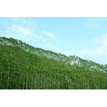 The total output value of China's forestry industry in the first three quarters is 5.13 trillion yuan