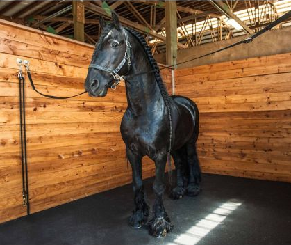 Horse stall mats