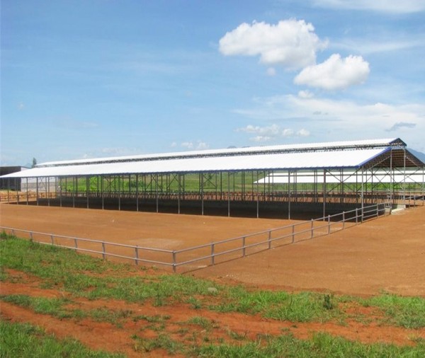 Prefabricated Steel Structure Poultry Farm For Dairy  Shed  In New Zealand