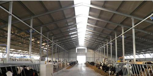 Prefabricated Steel Structure Poultry Farm For Dairy  Shed  In New Zealand