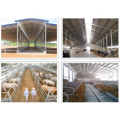 Prefabricated Steel Structure Poultry Farm For Dairy  Shed  In New Zealand