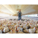 Prefabricated Poultry Farm For 1000 Broiler Poultry Chicken House China Made