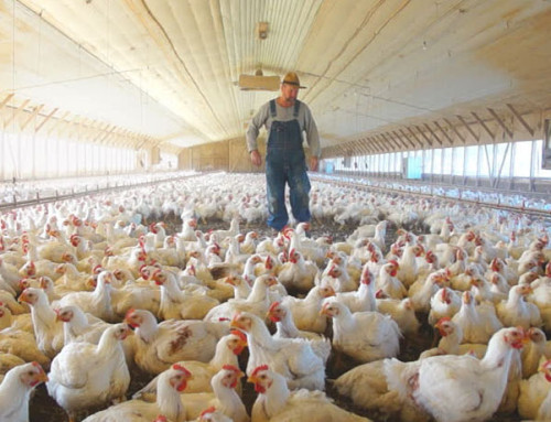 Prefabricated Poultry Farm For 1000 Broiler Poultry Chicken House China Made