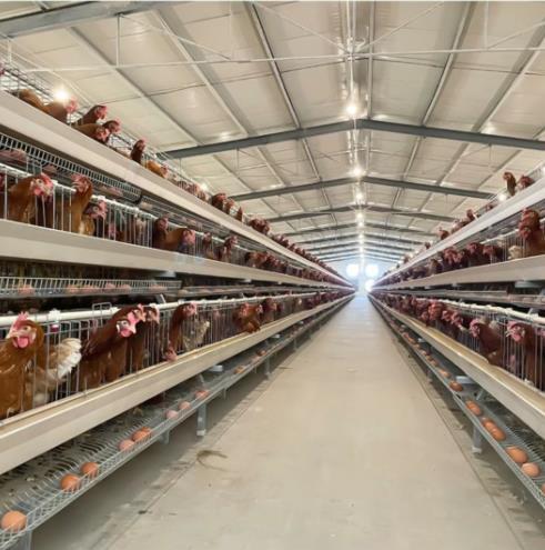 China Prefabricated Poultry Farm brioler layer chicken house design