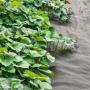 Garden Weed Barrier