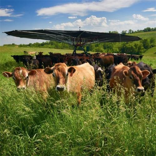 Cattle Shade