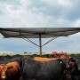 Cattle Shade