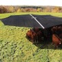 Cattle Shade