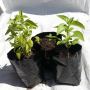 Plant Nursery Grow Bags